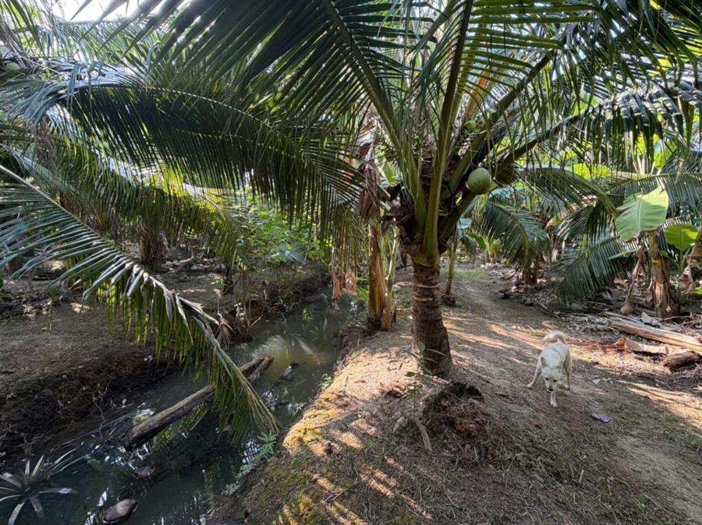 VỊ TRÍ ĐẸP - GIÁ TỐT - Chính Chủ Bán 7 Công Đất Vườn Dừa - Châu Thành Bến Tre