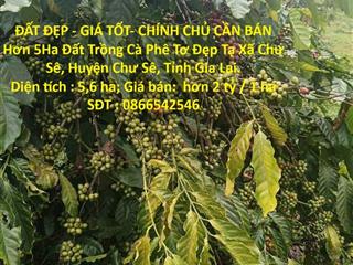 ĐẤT ĐẸP - GIÁ TỐT- CHÍNH CHỦ CẦN BÁN Hơn 5Ha Đất Trồng Cà Phê Tơ Đẹp Tại Xã Chư Sê, Gia