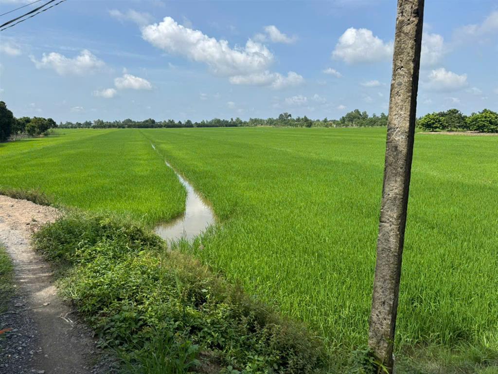 CHÍNH CHỦ CẦN BÁN NHANH  Đất ruộng Tân Nhuận Đông Châu Thành Đồng Tháp