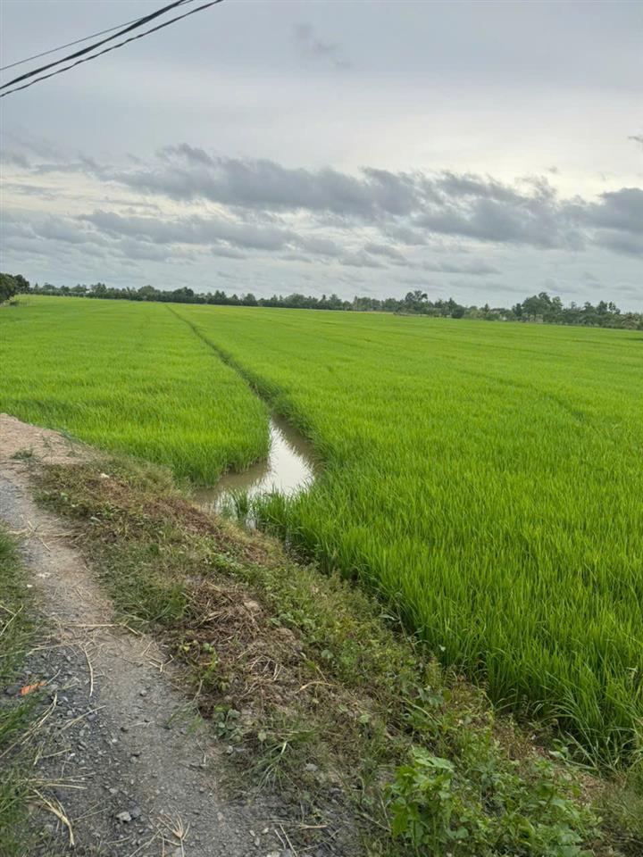 CHÍNH CHỦ CẦN BÁN NHANH  Đất ruộng Tân Nhuận Đông Châu Thành Đồng Tháp