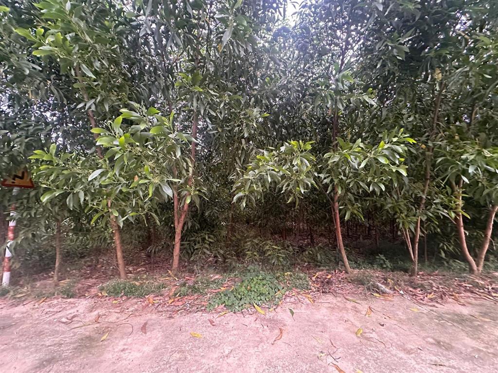 Bán hơn 1000m2 đất phường trị an, thành phố đồng nai mặt tiền 33m