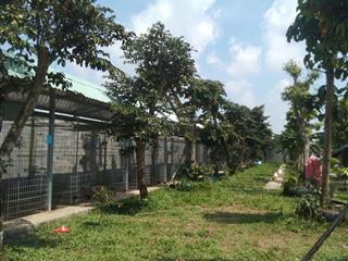 Giá bán 12.5 tỷ 2800m2 lạc tấn, tân trụ, long an ( địa chỉ mới thuộc xã nhựt tảo, tây ninh)