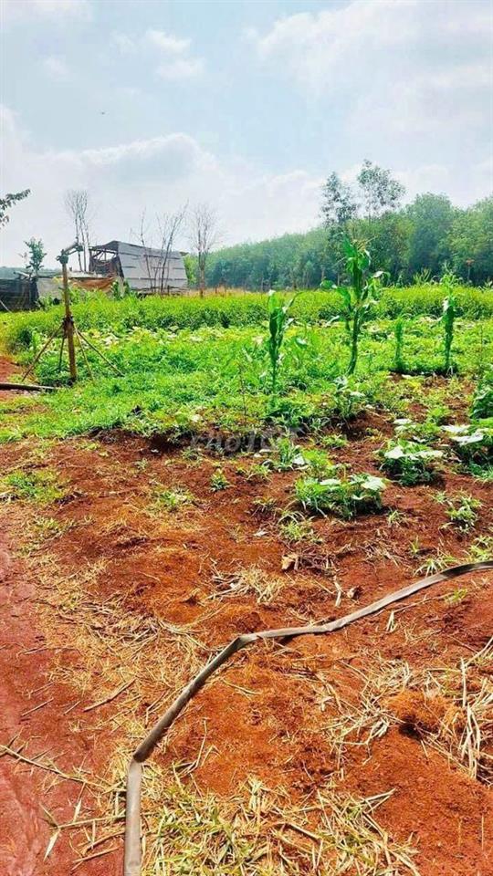 Nhà vườn,ao cá,gà, với diện tích 4000m2 tại Đồng Xoài Đồng Nai chỉ 500