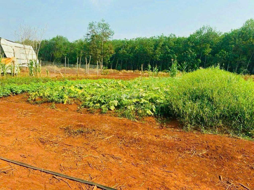 Nhà vườn,ao cá,gà, với diện tích 4000m2 tại Đồng Xoài Đồng Nai chỉ 500