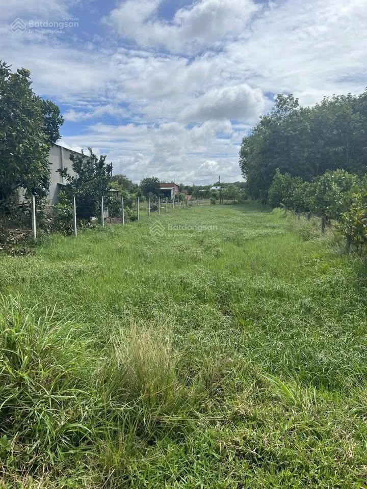 Ngay trung tâm củ chi tp. hcm. dt 1160m2 giá 1tỷ250tr sổ hồng riêng, pháp lý rõ ràng minh bạch