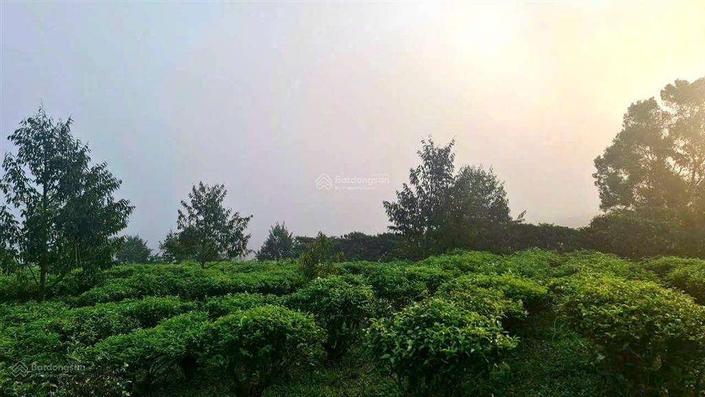 Cơ hội sở hữu một nơi để trở về với độ cao 1000m view săn mây bám suối nguồn tự nhiên