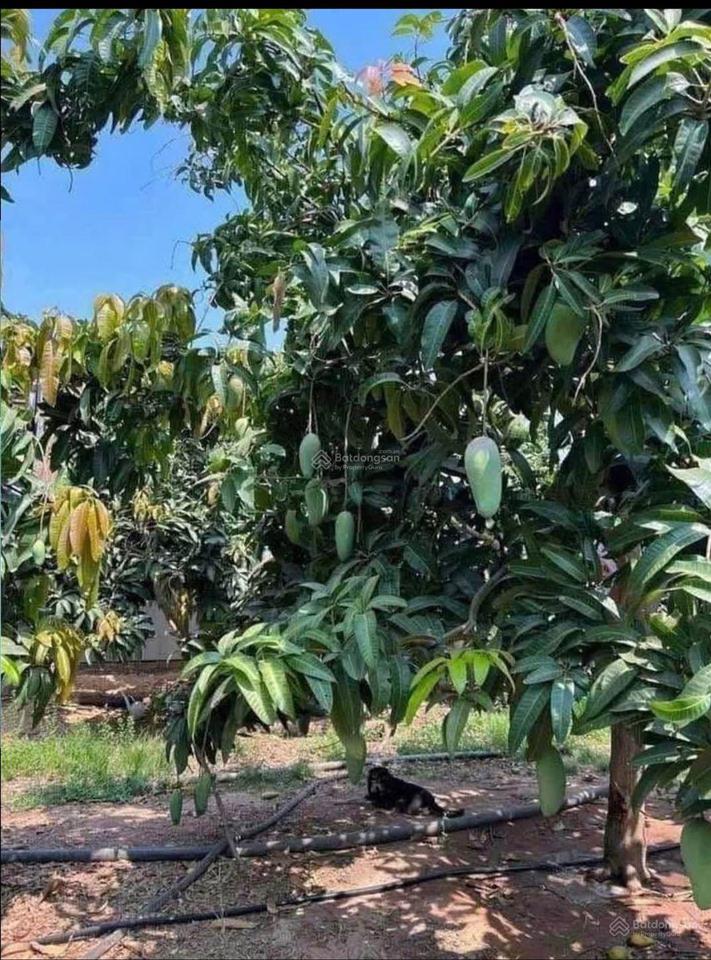 Bán nhà vườn sổ hồng riêng, thổ cư 110m2 giá 820triệu ngay kdc dương đình cúc kế bên đh y khoa