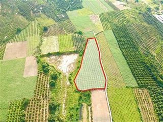 Chủ cần bán 8 sào tại xuân lập, cam hiệp, mặt tiền gần 200m, full thổ cư chỉ 2 triệu /m2
