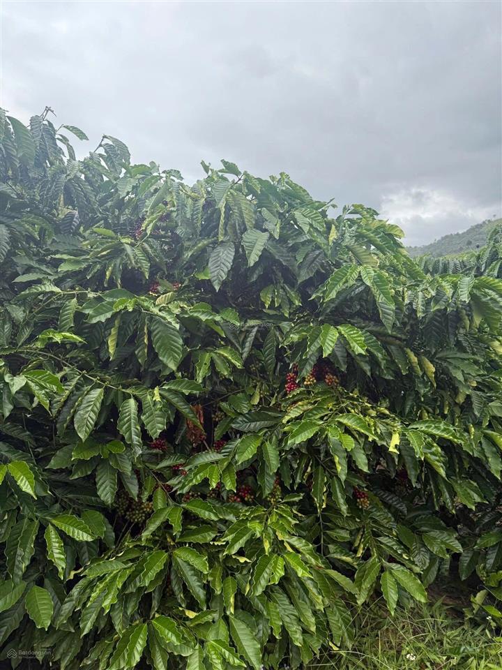 11 hec ta đất rẫy giá siêu rẻ!