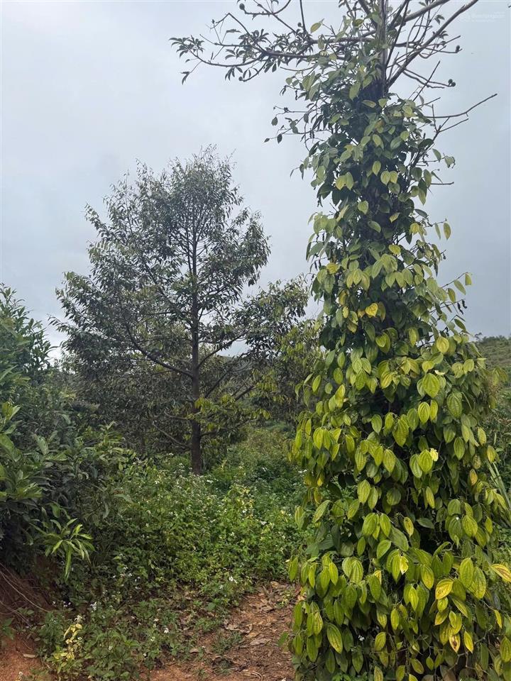 11 hec ta đất rẫy giá siêu rẻ!