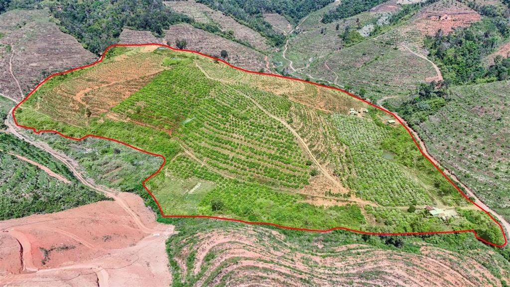 11 hec ta đất rẫy giá siêu rẻ!