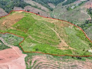 11 hec ta đất rẫy giá siêu rẻ!