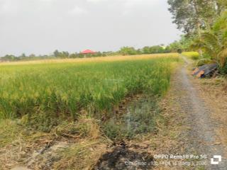 Bán đất lúa + vườn đẹp xuất sắc tại đường bảy thuộc, cần giuộc, long an