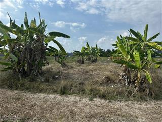 Bán đất lúa tại đường bảy thuộc, cần giuộc, tây ninh, 3,3 tỷ, 2470m2 (trong đó có 146m2 đất vườn)