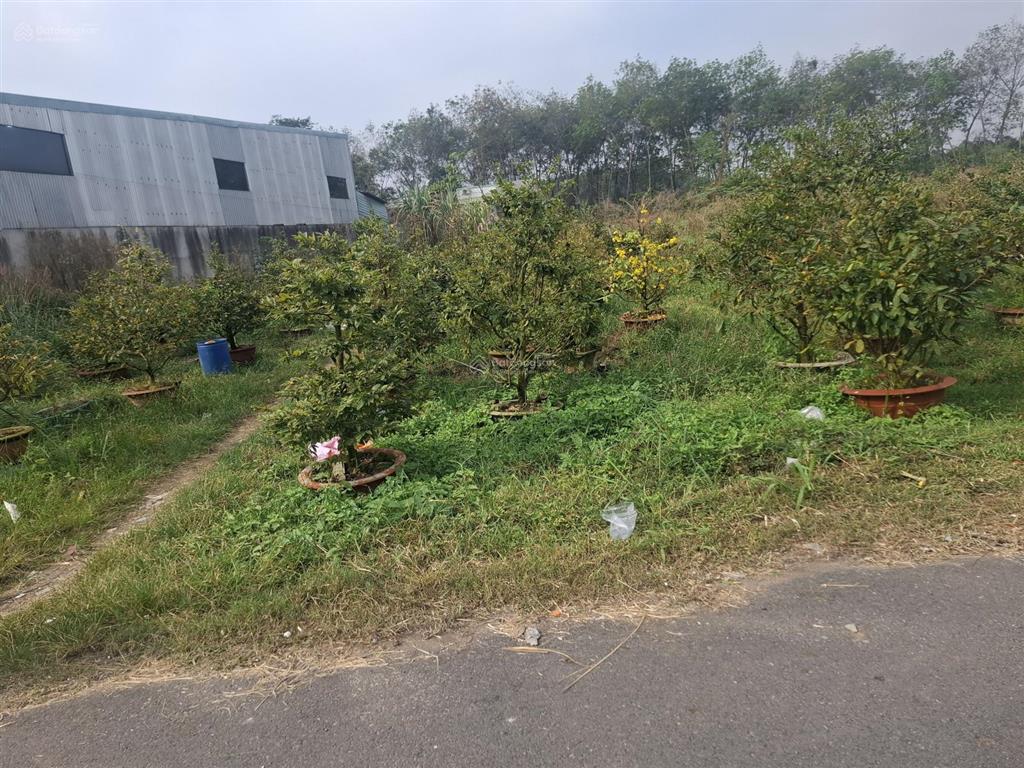 Bán đất thổ cư giá rẻ tại bến cát, bình dương