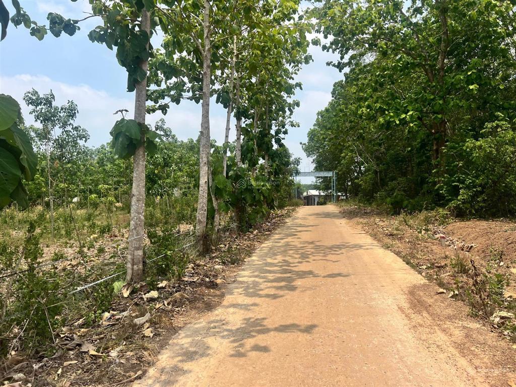 Bán đất tại đt 756, lộc quang, lộc ninh, 199268 triệu 8x42 tc 100