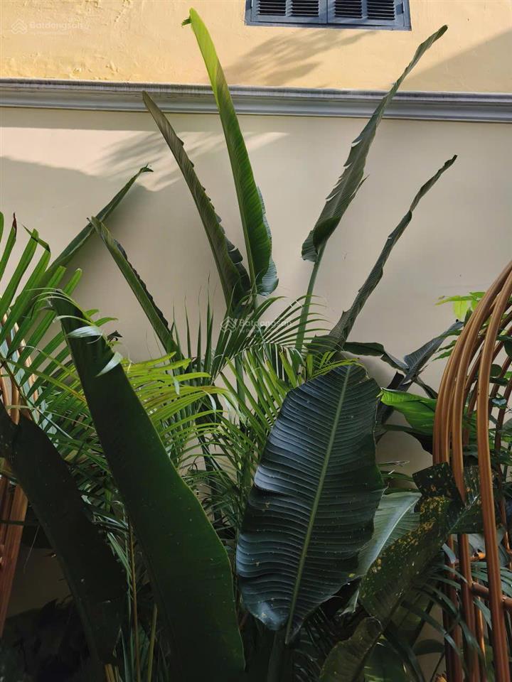 Cực hiếm! bán nhà mặt phố lý nam đế, 50m2, giá 38 tỷ, mặt tiền 5,3m nở hậu, căn góc 3 mặt thoáng