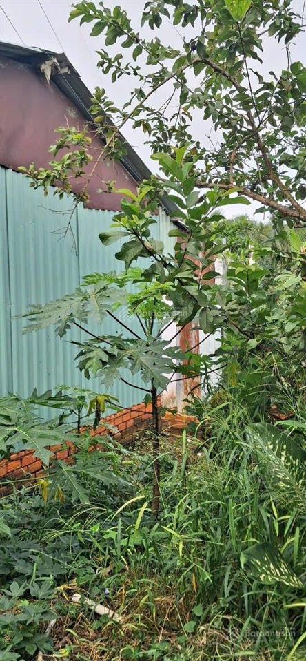 Bán gấp chỉ {3ty290}1000m2 đất thổ cư kề dự án t&t long hậu shr đẹp vuông vắn