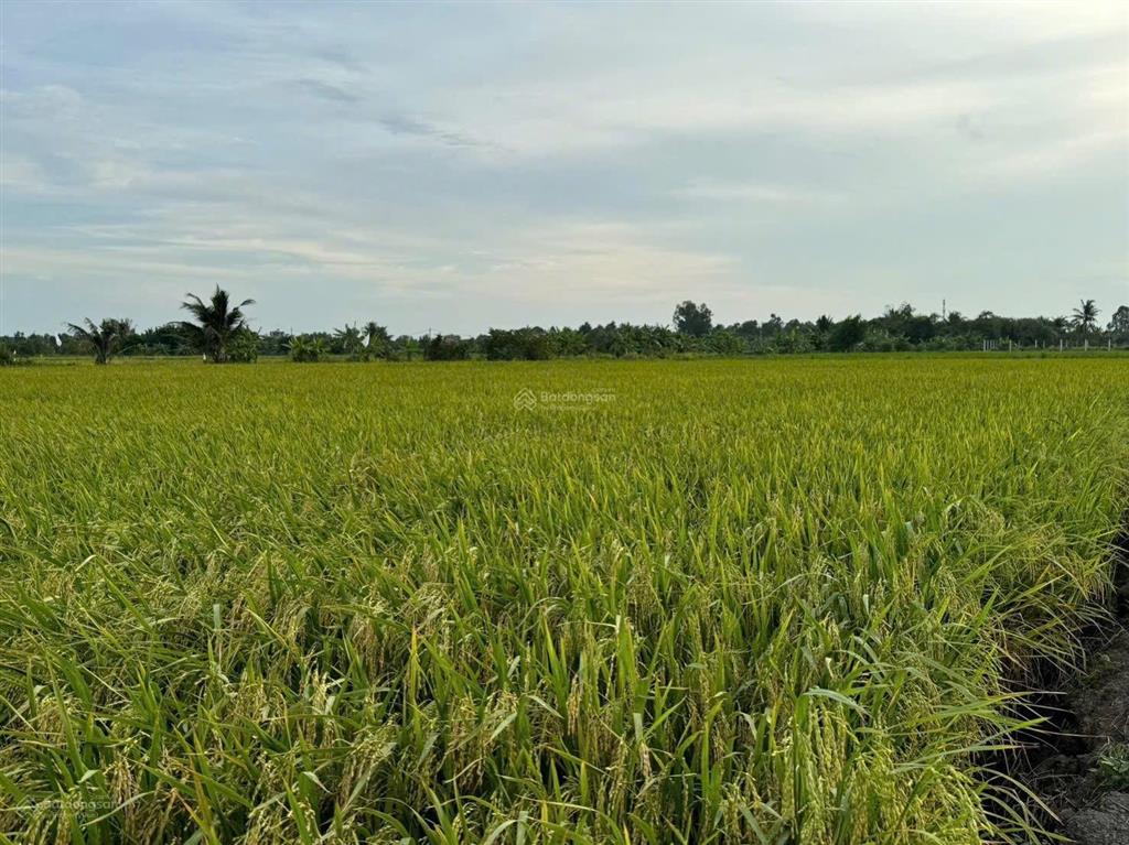 Bán 5 sổ đất trồng cây lâu năm tân nhựt  bình chánh gần khu di tích láng le bàu cò
