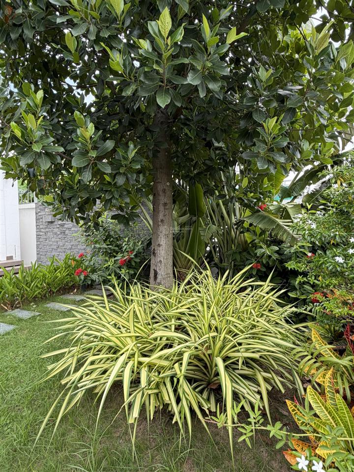Bán biệt thự sân vườn dương kinh, hải phòng 500m2, full nội thất tặng toàn bộ nội thất tiền tỷ