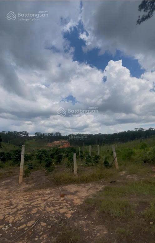 Bán ~5.000m2 đất gần vin eco lạc dương  lâm đồng