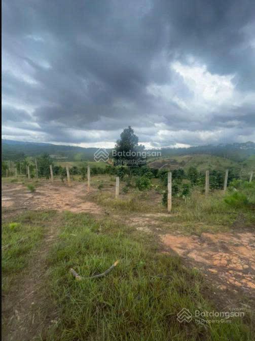 Bán ~5.000m2 đất gần vin eco lạc dương  lâm đồng