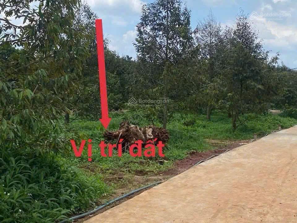 Bán đất thổ cư + 4 cây sầu riêng ngay chợ xuân bảo giá chỉ 490 triệu