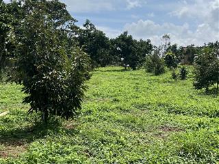 Bán đất vườn mini tại lộc đức  bảo lâm  lâm đồng  diện tích 1.039m2 (ngang 12m, dài 87m)