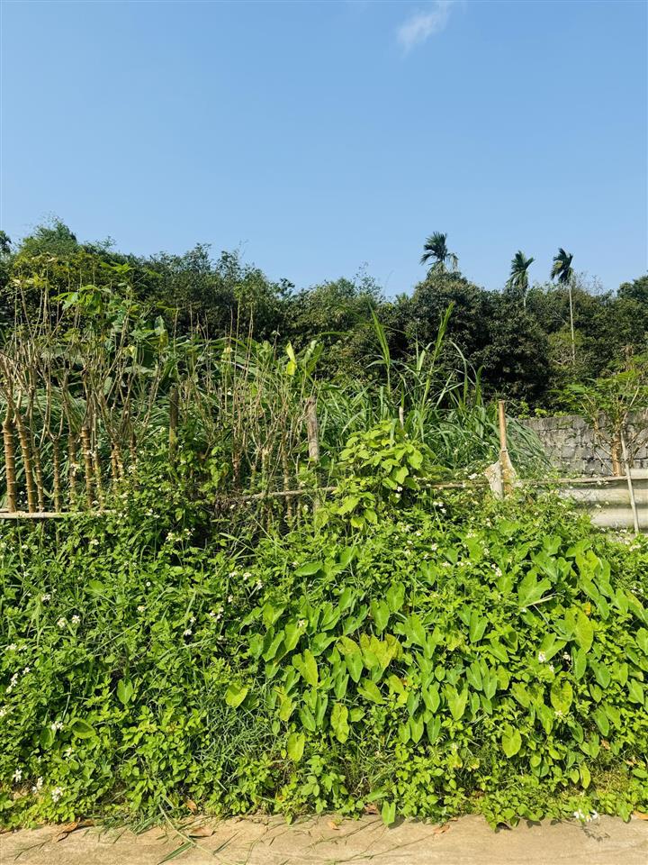 Ba vì 651.6m2 lô góc, view núi tản, nở hậu