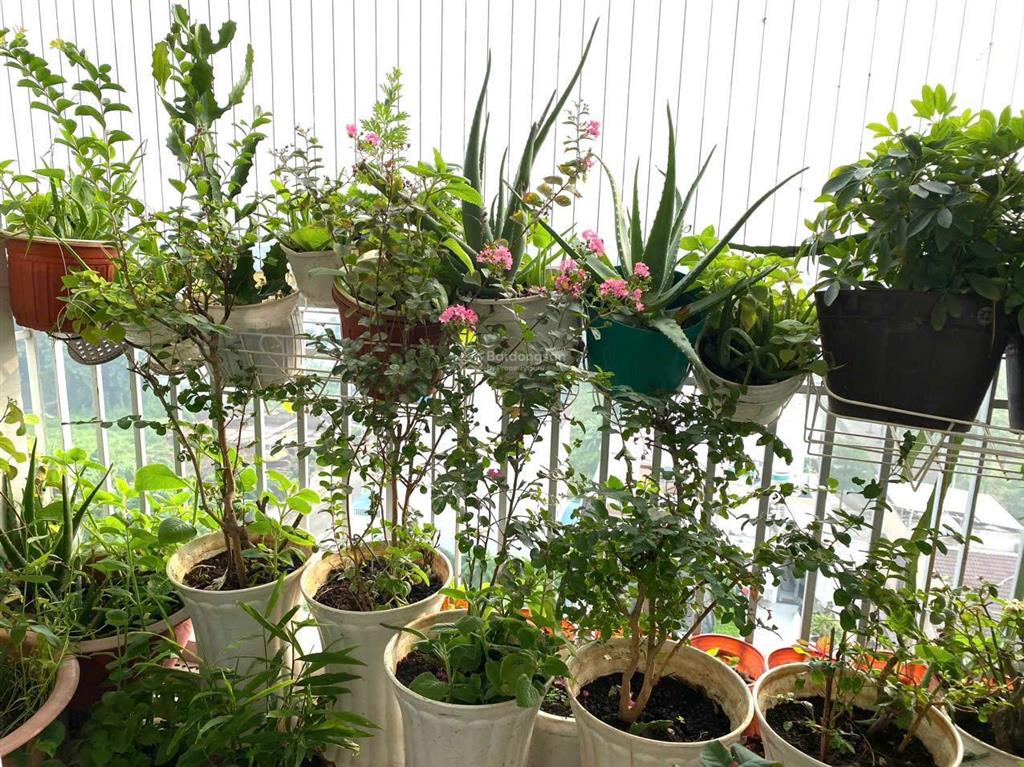 Chính chủ bán căn hộ thủ thiêm star ngay quận 2 kế bên global city