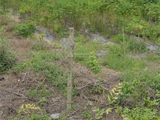 Bán đất tại mặt tiền đường phạm thị quới, xã phú mỹ hưng, củ chi, (xã an nhơn tây, tp. hồ chí minh)