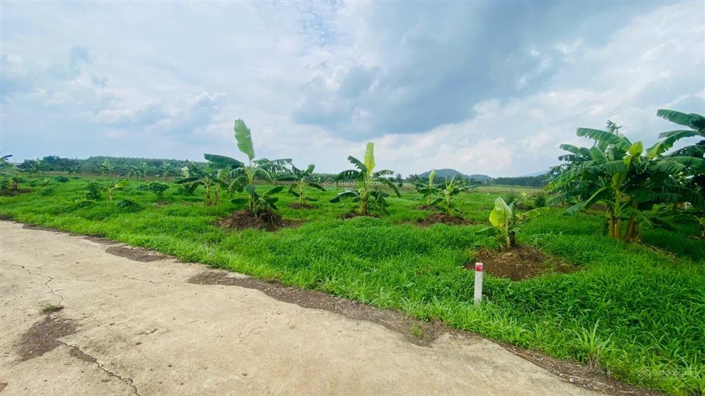 Bán vườn siêu đẹp đường 765, xã xuân đông, huyện cẩm mỹ, 1,39 tỷ, 2305 m2
