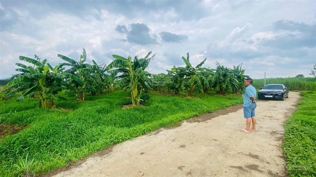 Bán vườn siêu đẹp đường 765, xã xuân đông, huyện cẩm mỹ, 1,39 tỷ, 2305 m2
