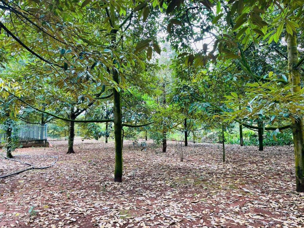 Siêu phẩm nhà vườn mặt hồ 3000m2 sẵn nhà + 150m2 thổ cư