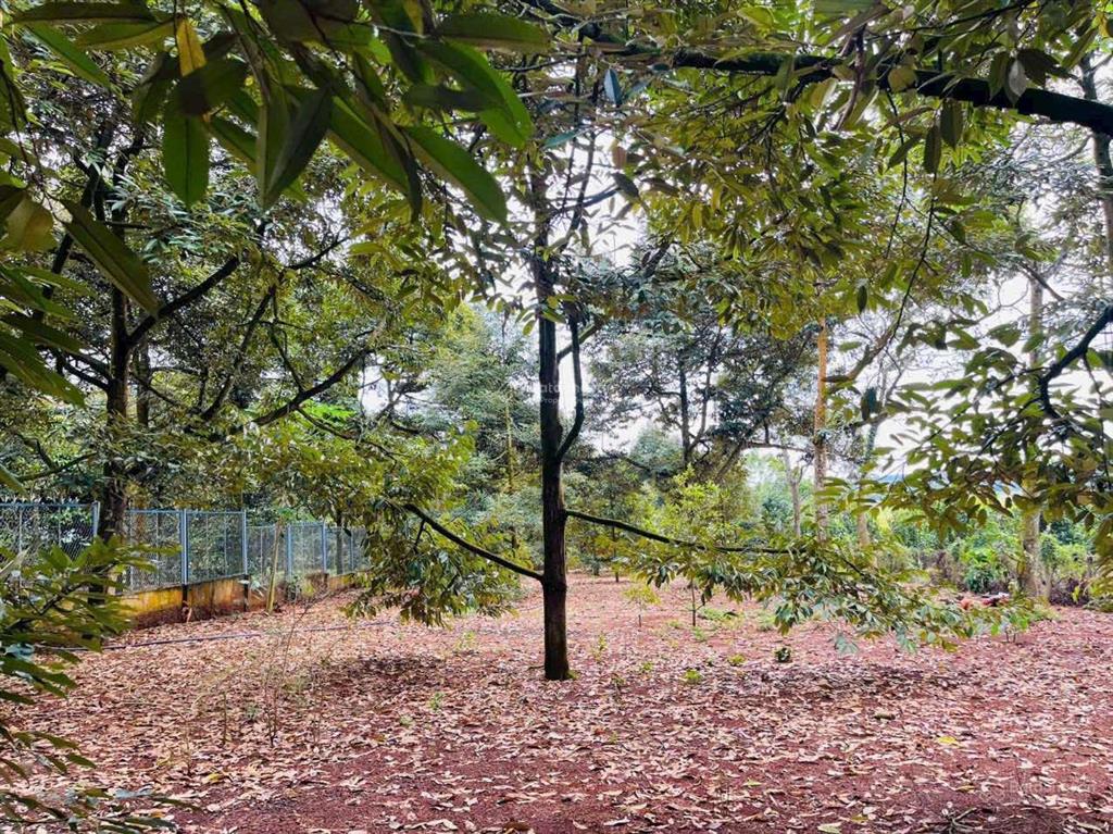 Siêu phẩm nhà vườn mặt hồ 3000m2 sẵn nhà + 150m2 thổ cư