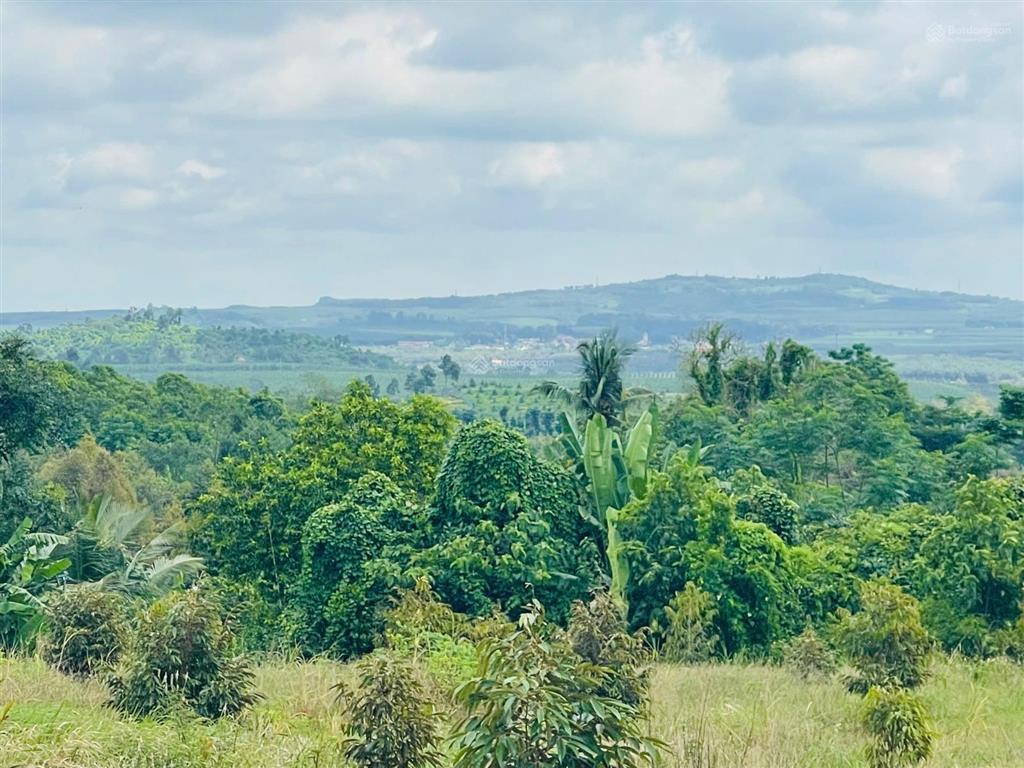 Vườn sầu góc 2 mặt tiền 4018m2  sẵn 100m2 thổ