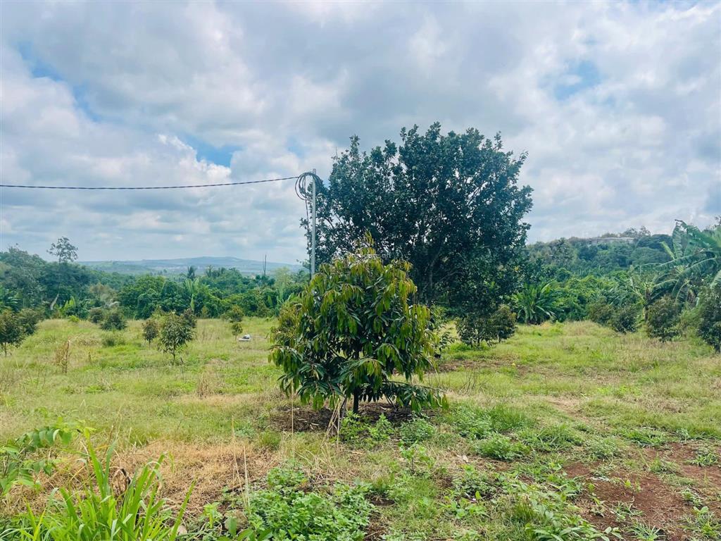 Vườn sầu góc 2 mặt tiền 4018m2  sẵn 100m2 thổ