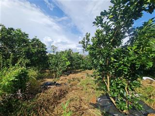 700 triệu mảnh vườn hơn 1000m2 có sẵn vườn cây ăn trái