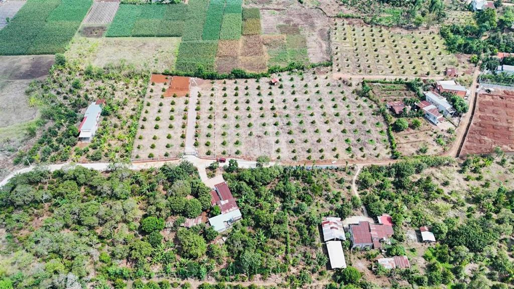 Nhà vườn sầu riêng 3000m2 sẵn 100 thổ cư chỉ 5ty7