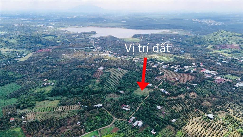 Vườn sầu riêng góc 2 mặt tiền 4018m2  sẵn 100m2 thổ
