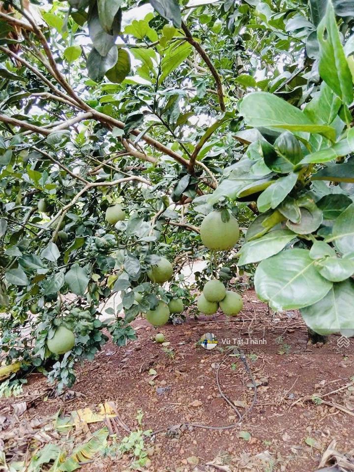 Tôi cần sang lại vườn bưởi 3.455m2 xã bàu hàm, trảng bom, đồng nai.  0932 038 ***