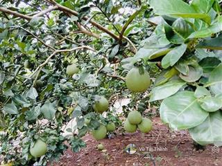 Tôi cần sang lại vườn bưởi 3.455m2 xã bàu hàm, trảng bom, đồng nai.  0932 038 ***