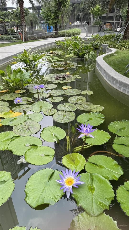 Bán nhanh 59m² west gate  chỉ 2.69 tỷ