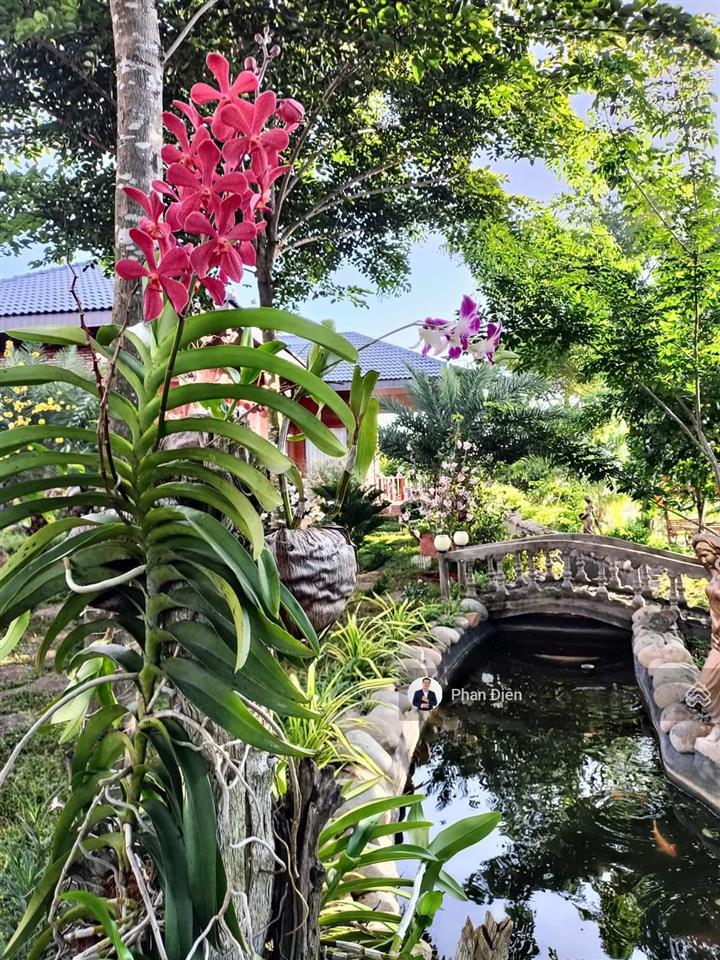 Chính chủ bán khu nghỉ dưỡng gần khu du lịch bình châu. có nhà với bungalo, hồ cái koi, cây ăn trái