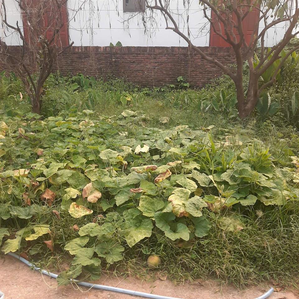 Bán 62m2 đất thổ cư tại xóm 7 tráng việt, sổ đỏ chính chủ sang tên nhanh gọn