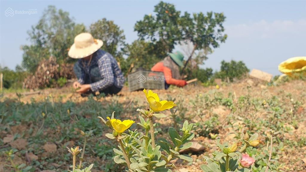 Chính chủ bán lô đất gần hồ trị an 1181m2 rẻ hơn xung quanh hàng xóm đã xây nhiều biệt thự,homestay