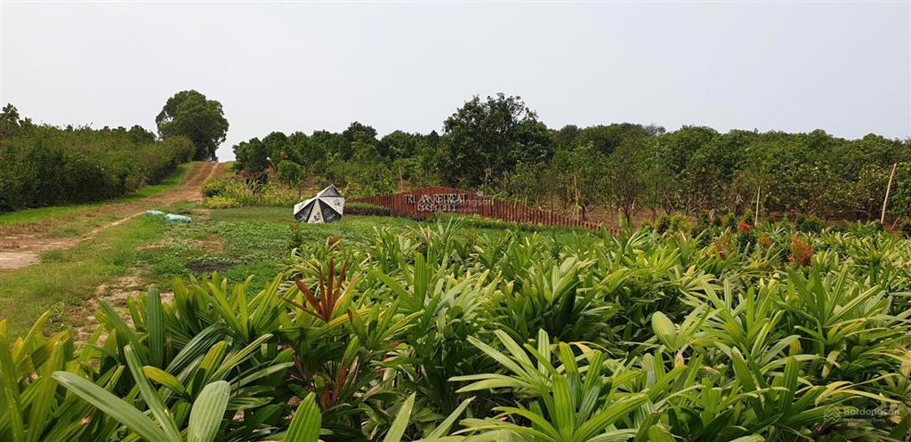 Chính chủ bán lô đất gần hồ trị an 1181m2 rẻ hơn xung quanh hàng xóm đã xây nhiều biệt thự,homestay
