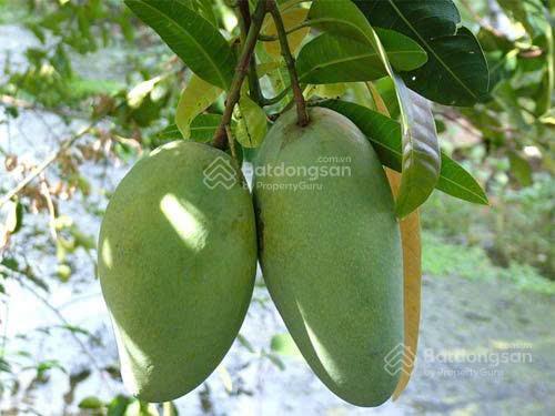 Bán 10ha đất bình thuận đất đang trồng điều và xoài cho năng suất tốt gần cao tốc hcm  phan thiết