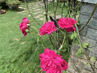 Chính chủ cho thuê nhà mặt tiền đường đào duy anh phường đức nhuận