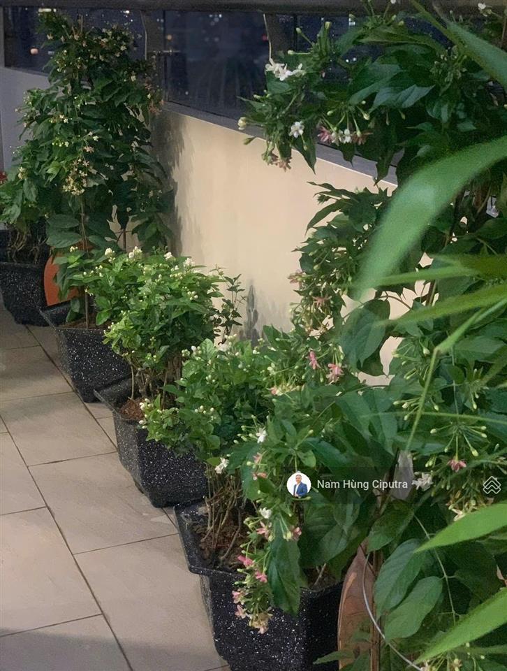 Bán căn hộ cao cấp tràng an complex phùng chí kiên  104m² full nội thất  giá 11 tỷ (chính chủ)